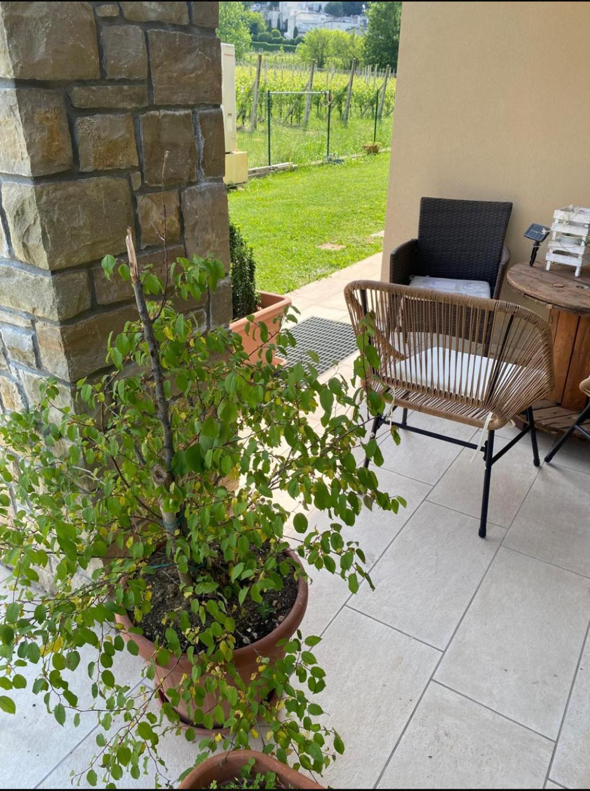Orchidea Del Garda Rooms & Apartments Peschiera del Garda Eksteriør billede